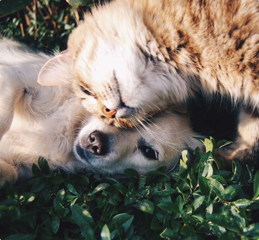 dog walker and other pets